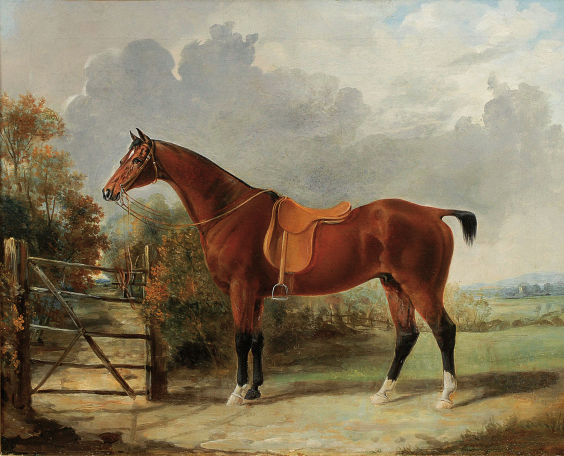 A portrait of a horse