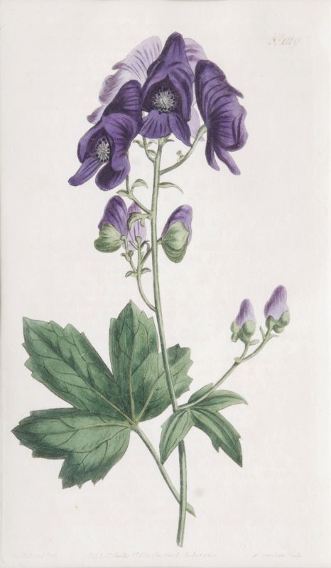 Three Botanical Prints - image 3