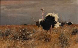Ostriches - image 1