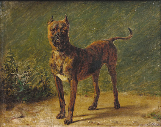 "Portrait of the bulldog 'Thilo"