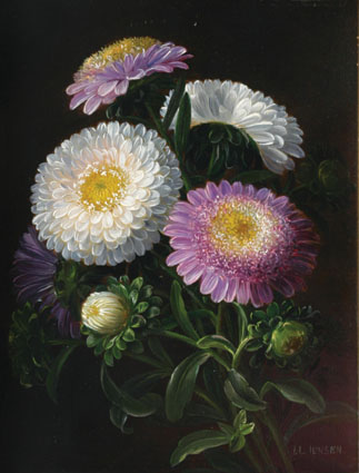 Shining dahlias on a dark background