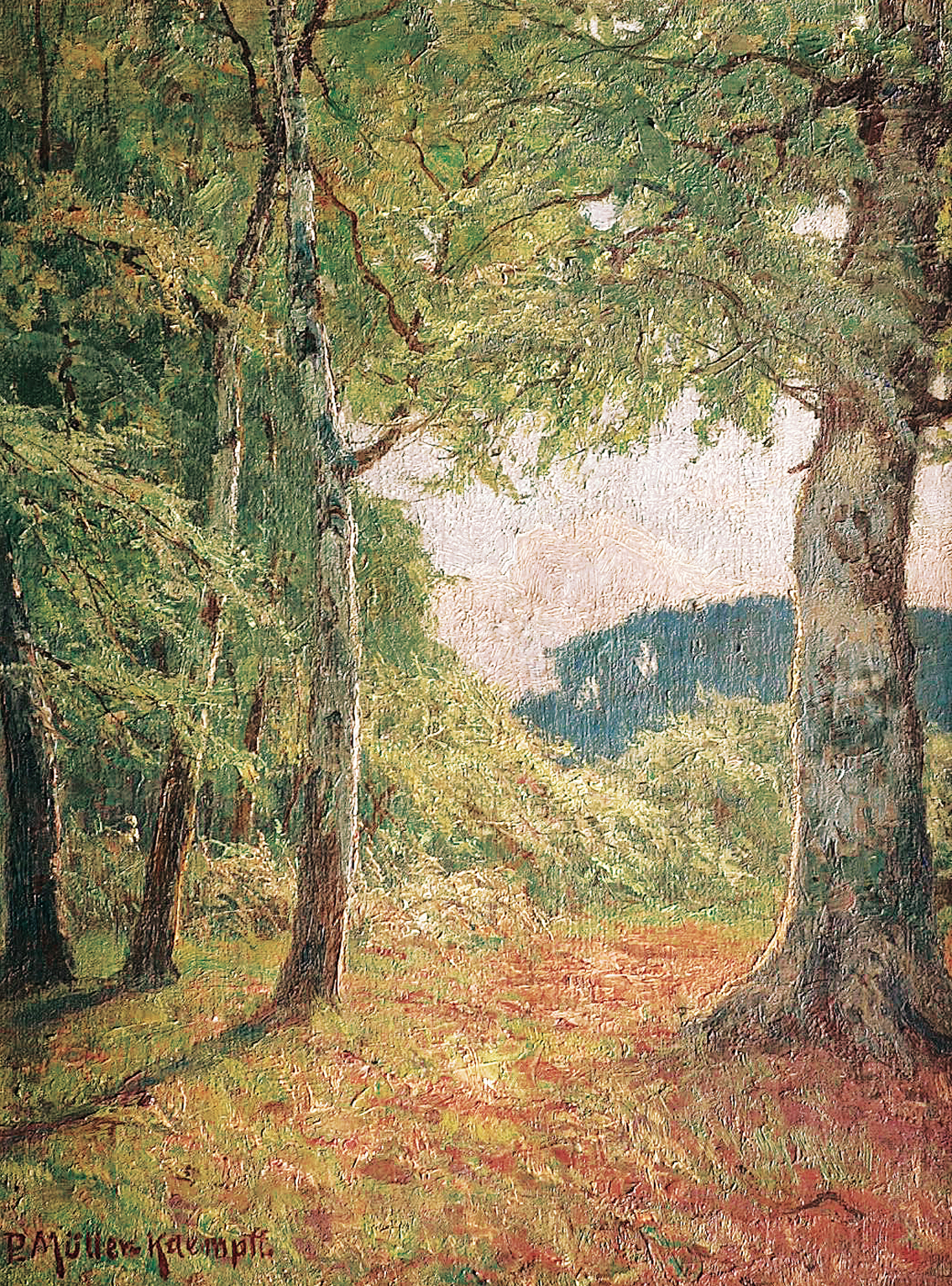 A forest landscape