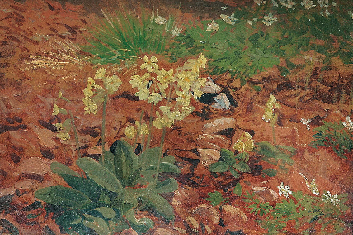 Waldblumen im Vorfrühling