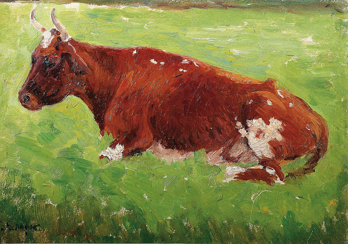 A brown cow on a pasture