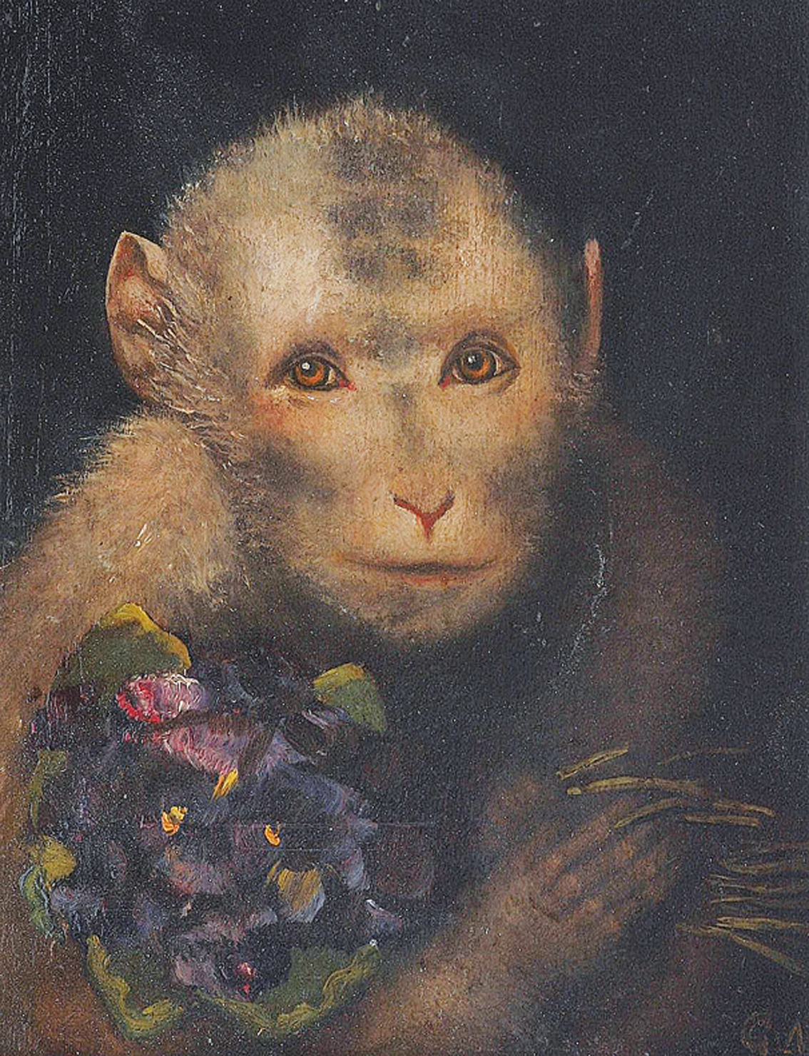 "A monkey with a nosegay of pansies"