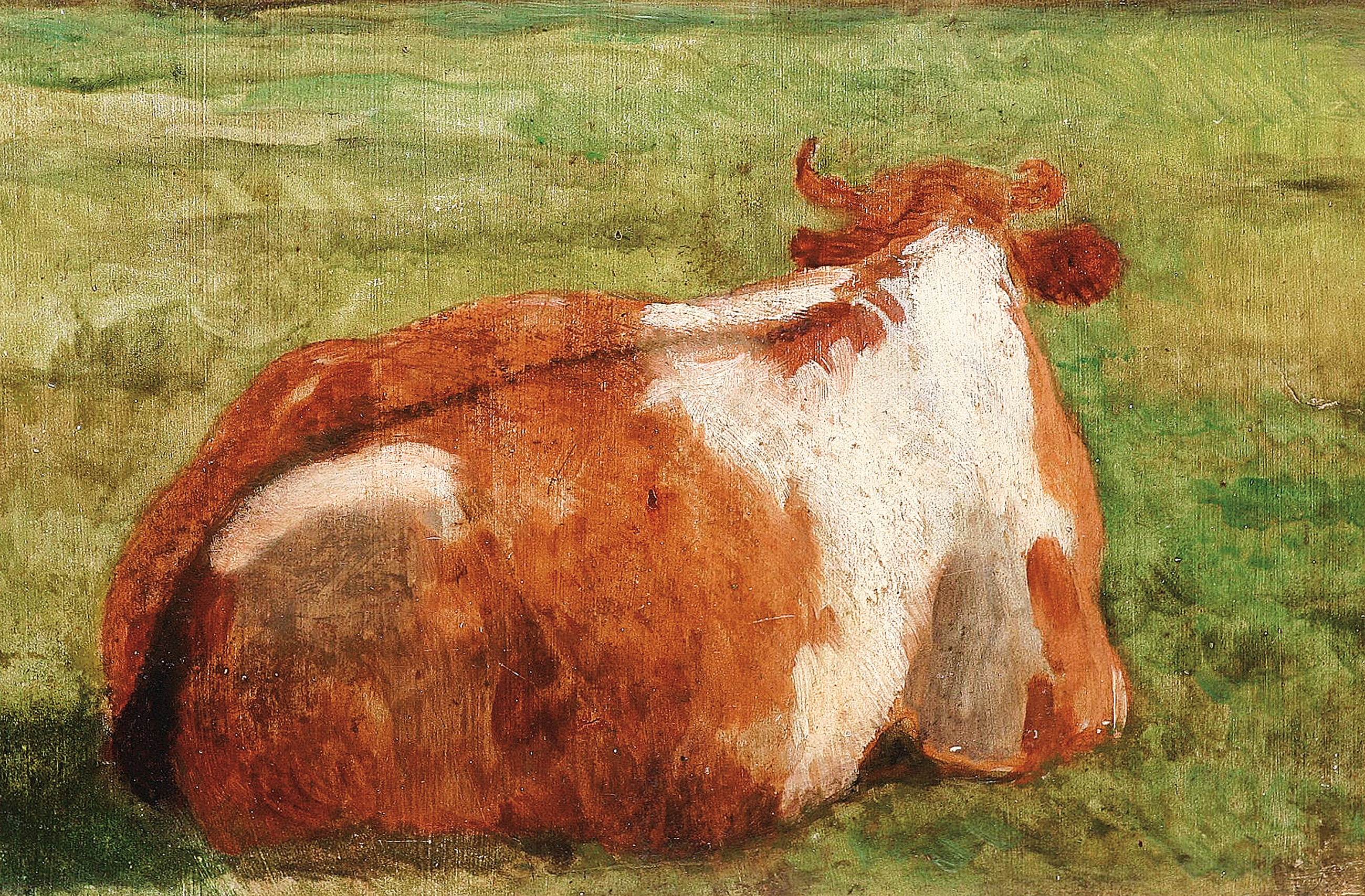 "A lying cow on the pasture"