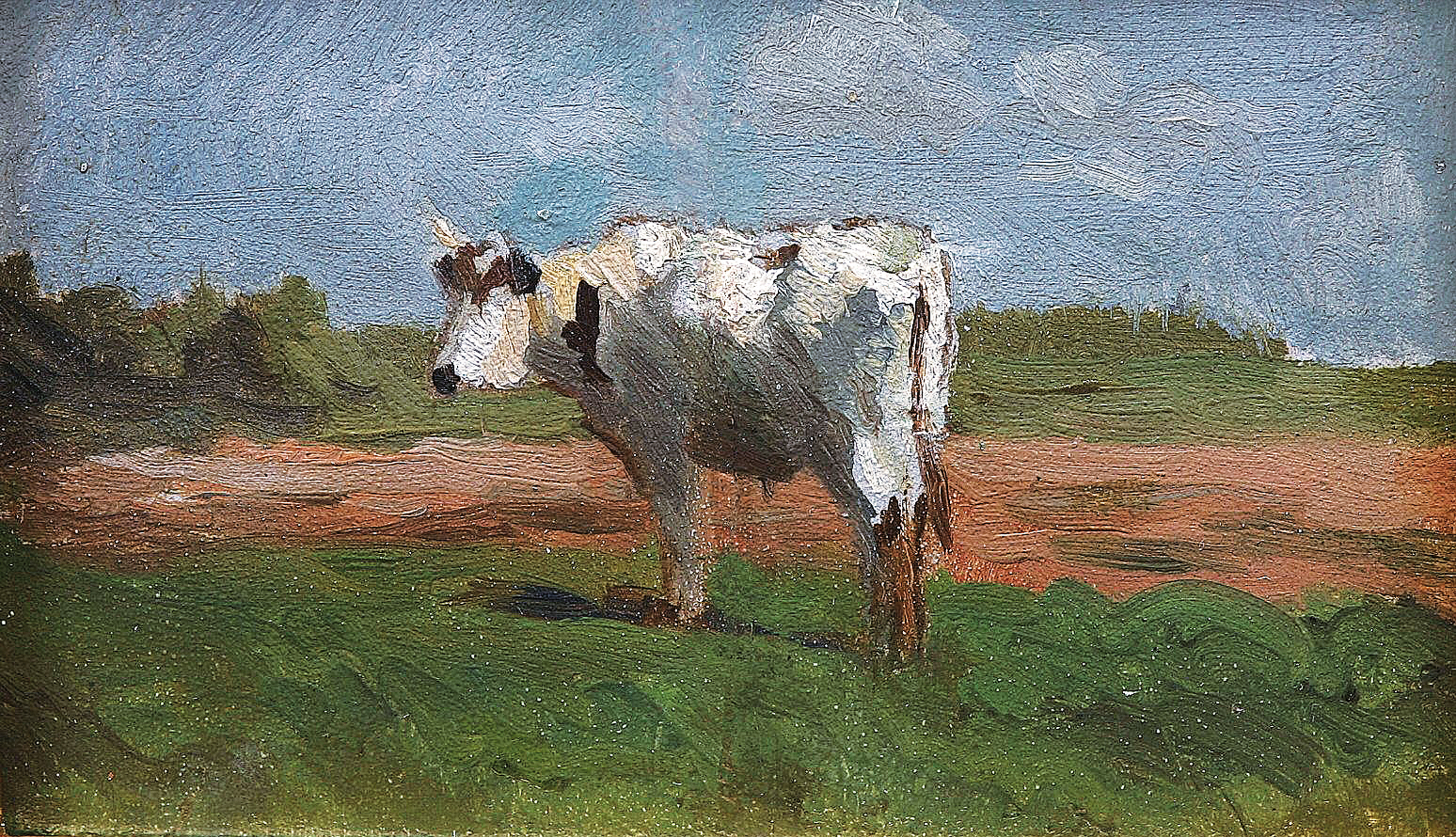 "The white cow"