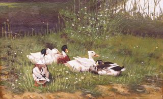 Ducks in the reed