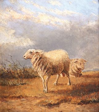 A pair of sheep