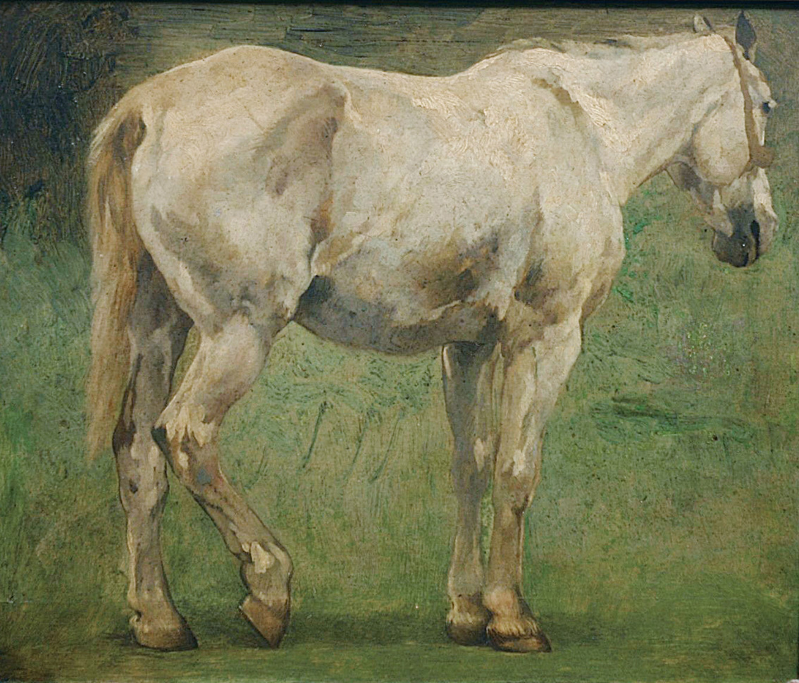 A grey horse on the meadow