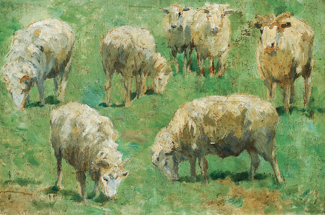 Grazing sheep