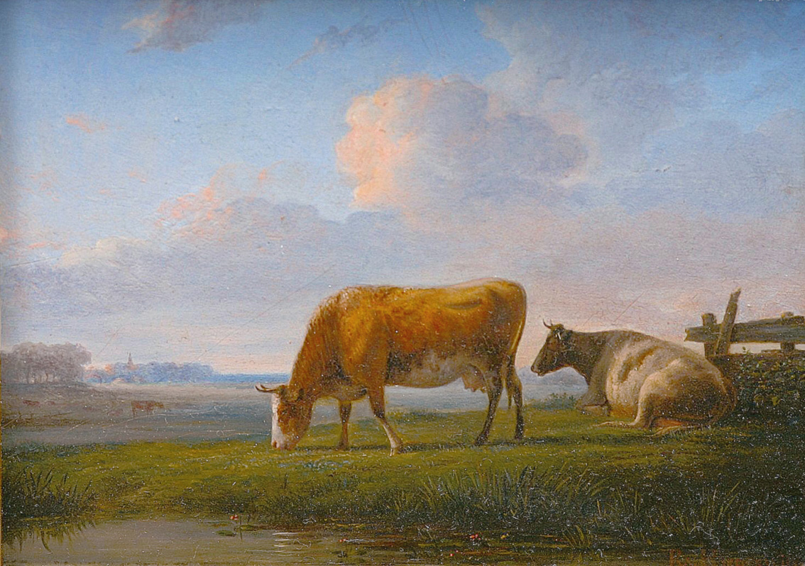 Cows