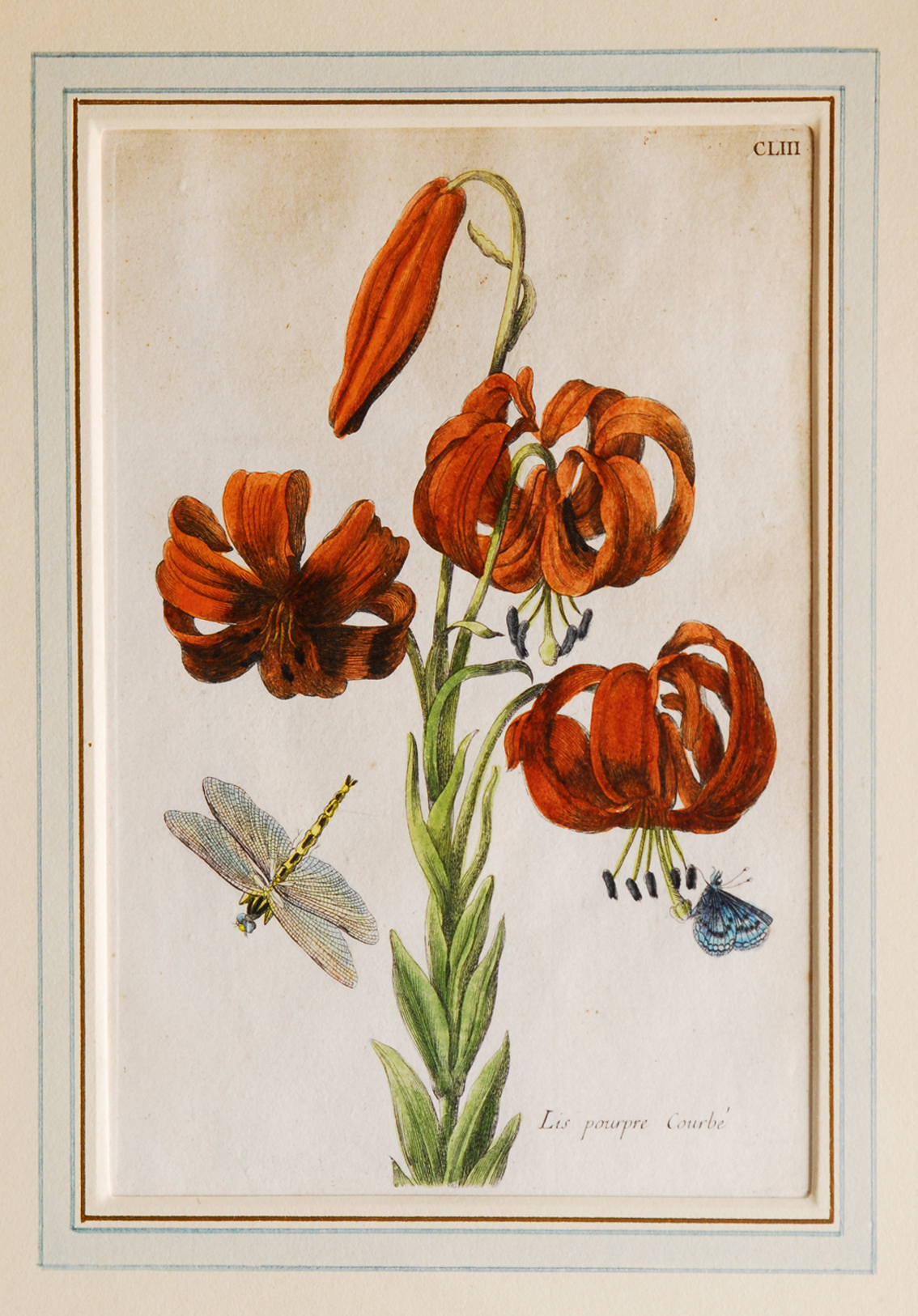 Botanical motives: 3 coloured etchings