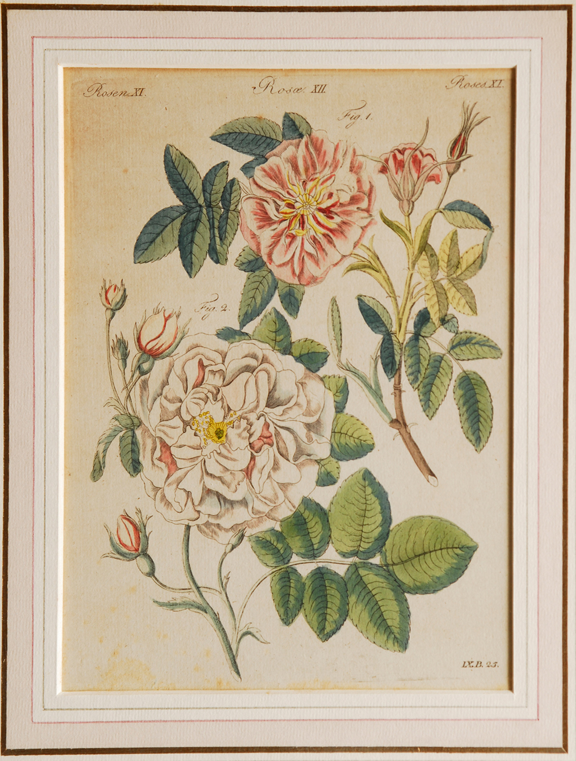 Botanical motives: 3 coloured etchings - image 3
