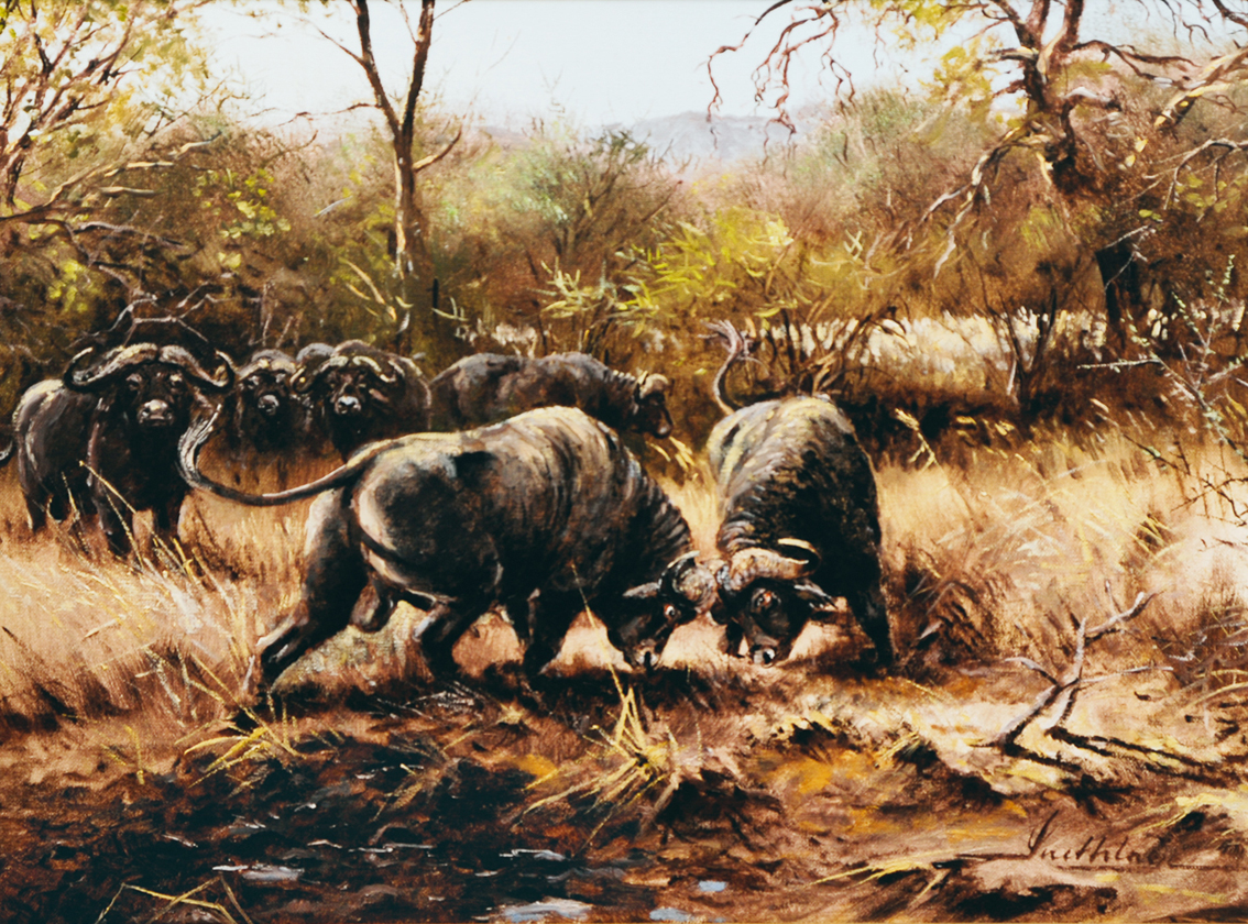 Kämpfende Kaffernbüffel
