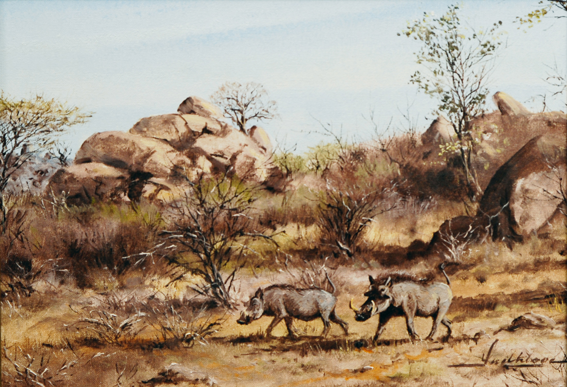 Warthogs in the outback