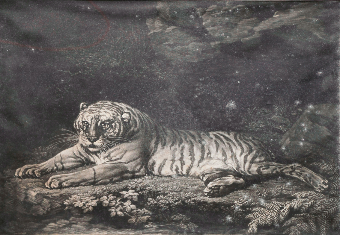 A tigress