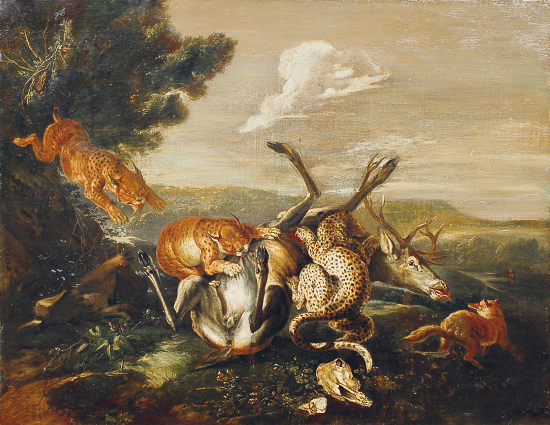 Zwei Luchse und ein Leopard reißen einen Hirsch