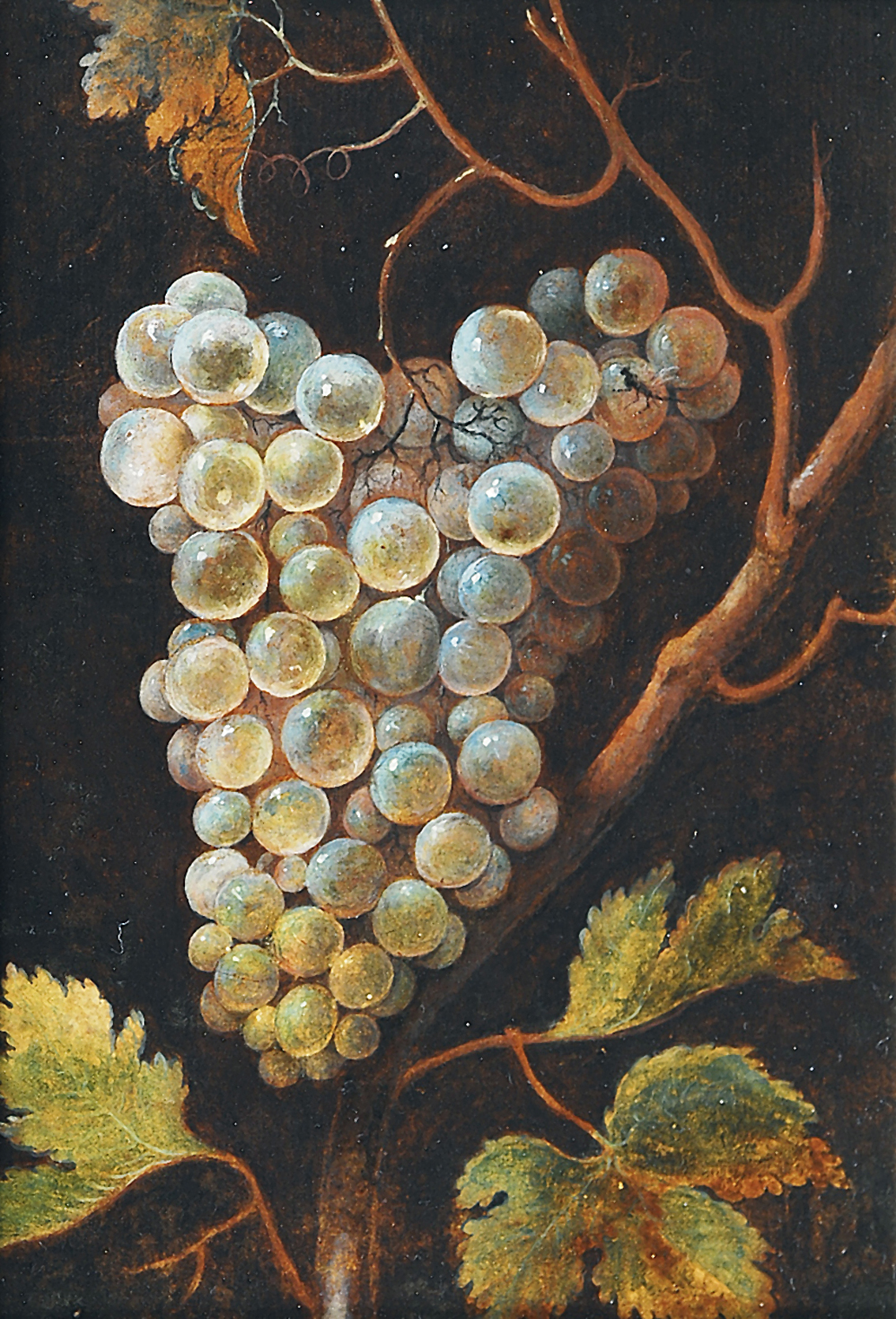 The grape-vine