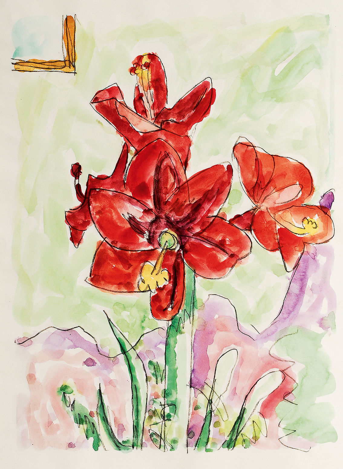 Amaryllis