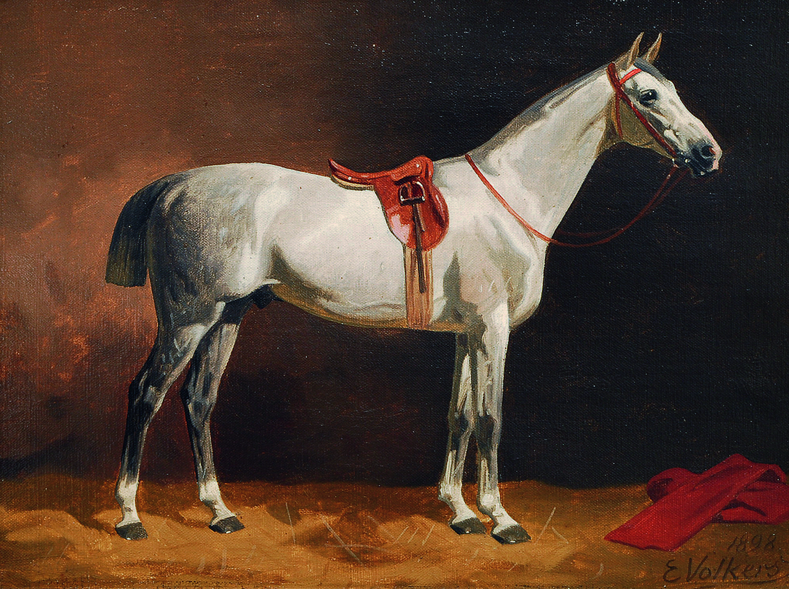 A grey horse