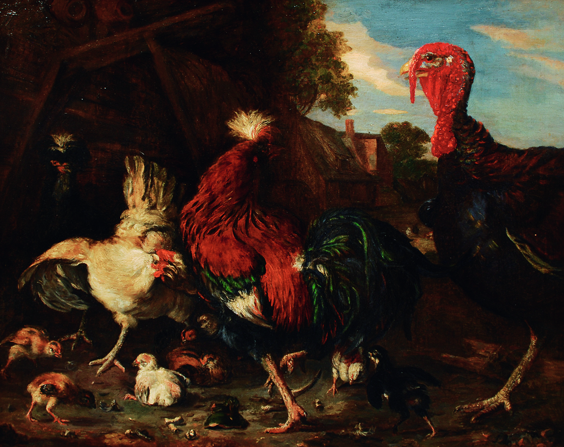 A hen with her chicks fighting a turkey