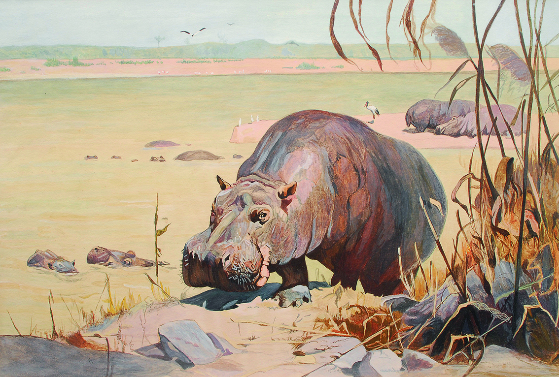 A hippopotamus