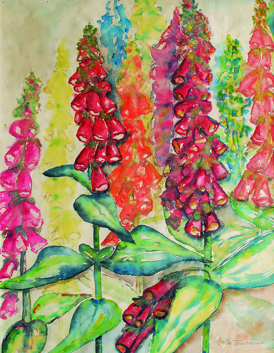 Foxglove