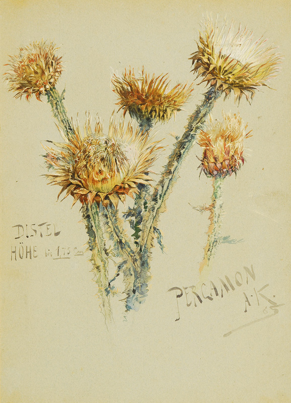Alexander Kips - A thistle A thistle