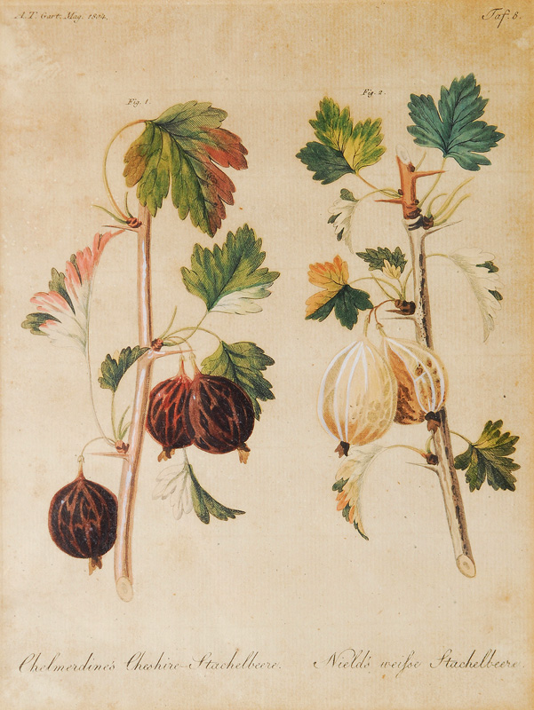 4 Coloured Engravings 'Plants' - image 4
