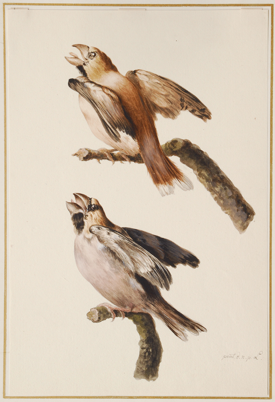 Two Coccothraustes