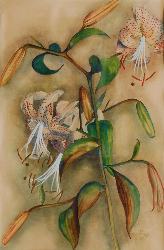 Will Spanier - Lilien Lilien