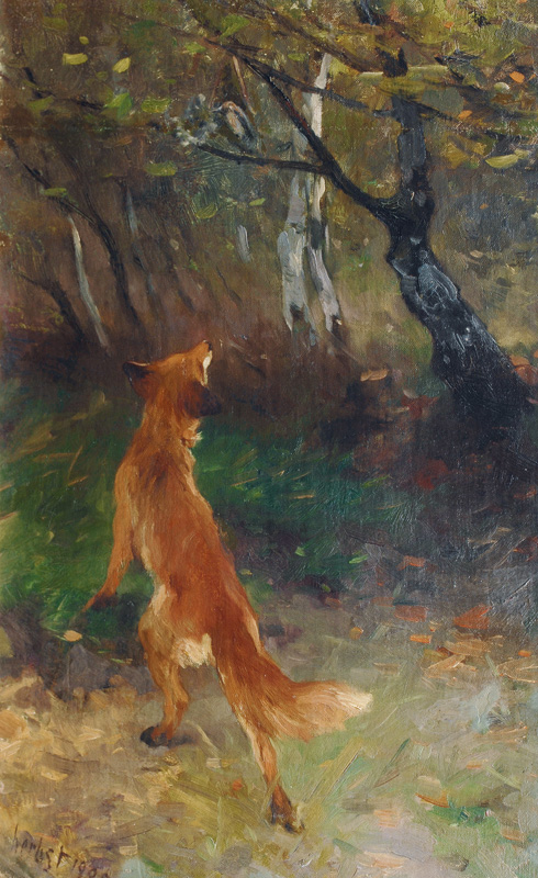 Fox watching a Bird