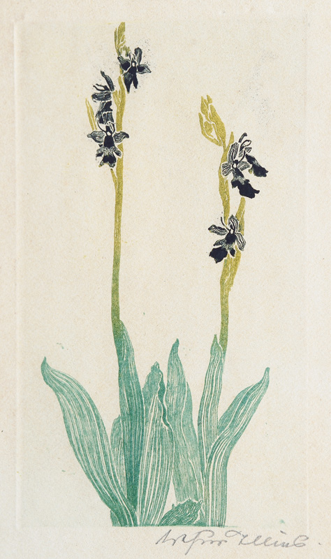 Fliegenorchis