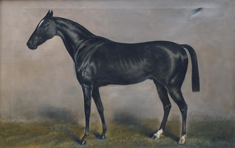 Thouroughbred horse