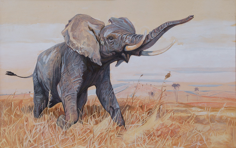 Afrikanischer Spitzohrelefant