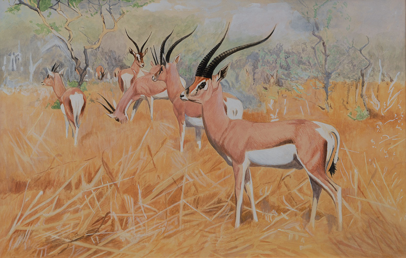 Antelopes in the African Savanna