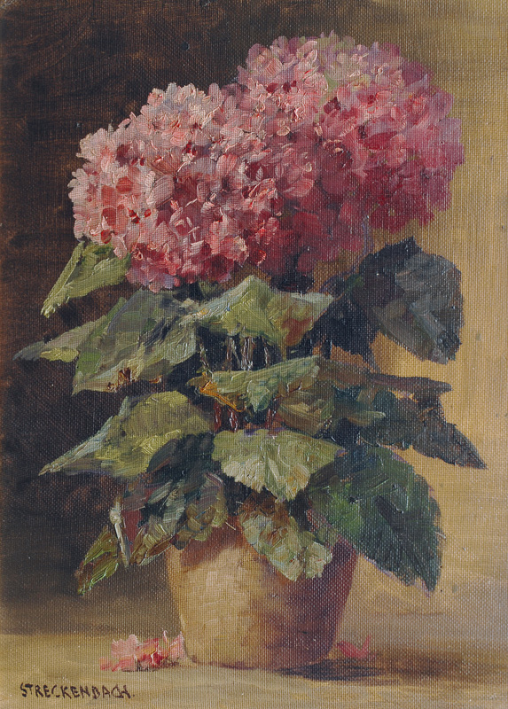 Pink-Coloured Hydrangea