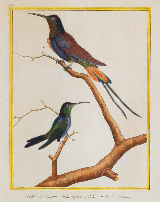 5 Ornithological Copper-Engravings