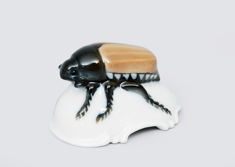 A small cockchafer