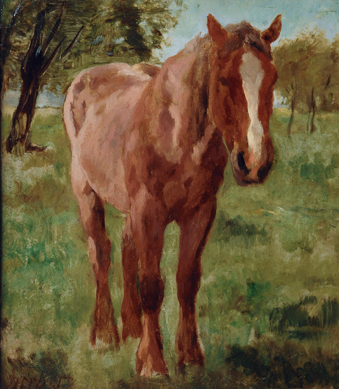 Horse on a Pasture