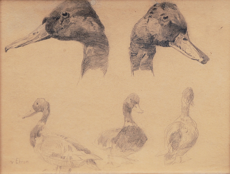 Sketches of Ducks