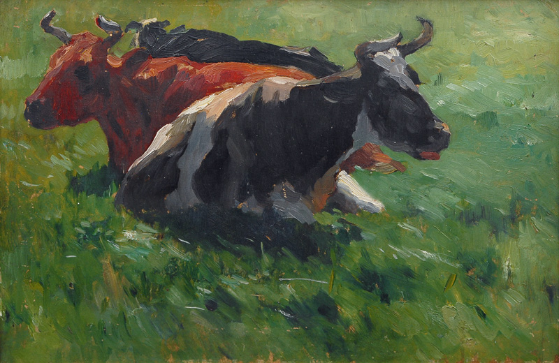 Resting Cows