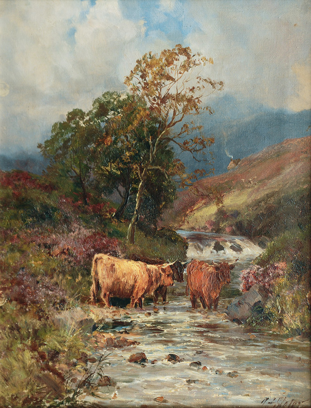 Highland Cattle by a River