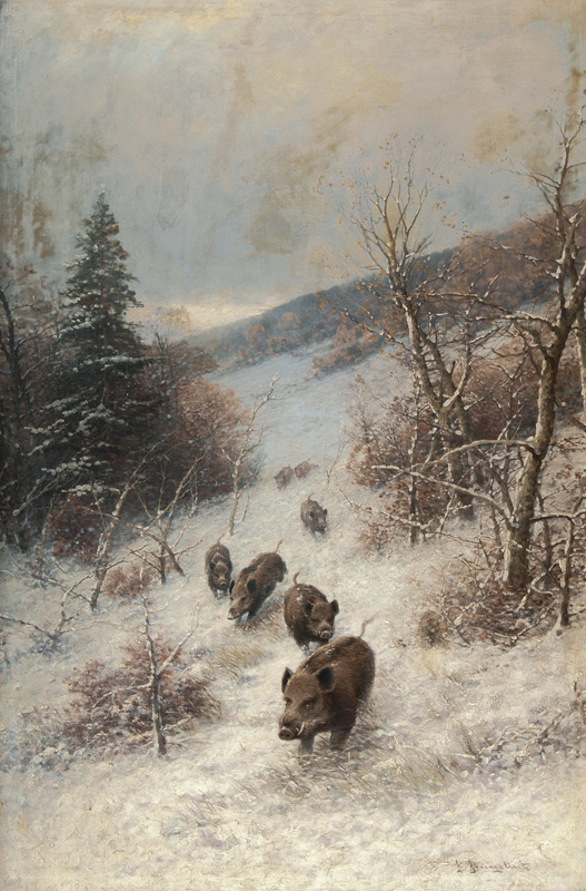 A Sounder of Boars in a winterly Forest