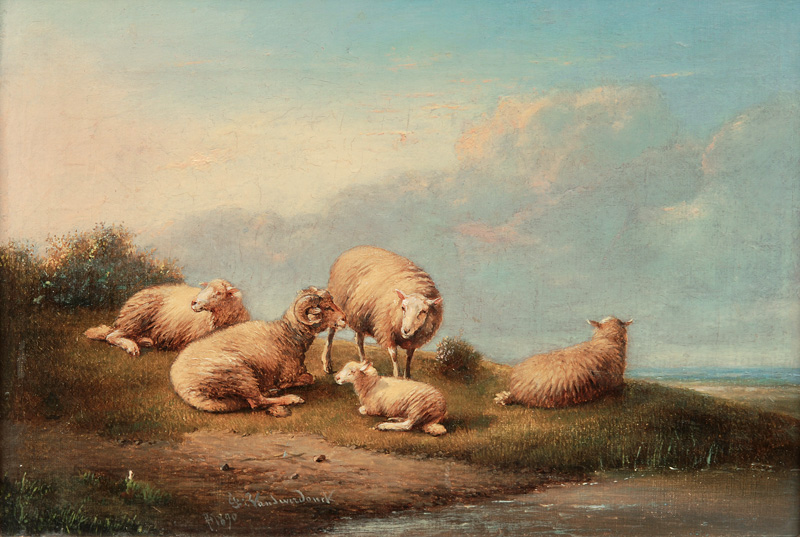 Resting Sheep