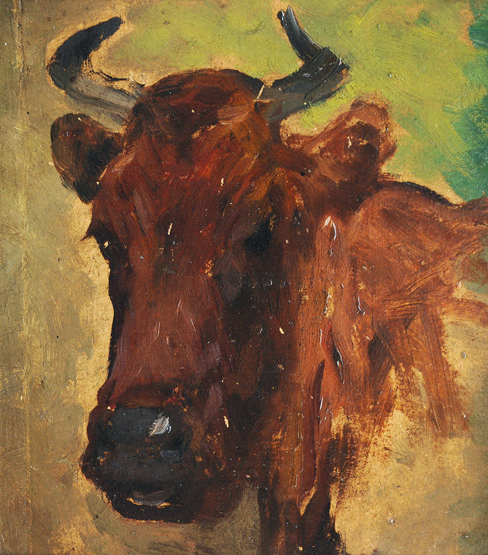 Head of a Cow