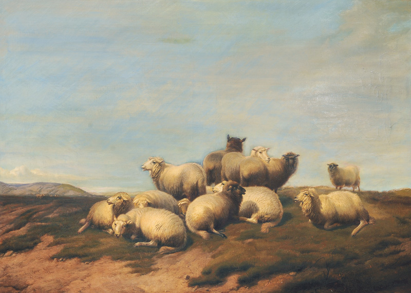 Resting Sheep