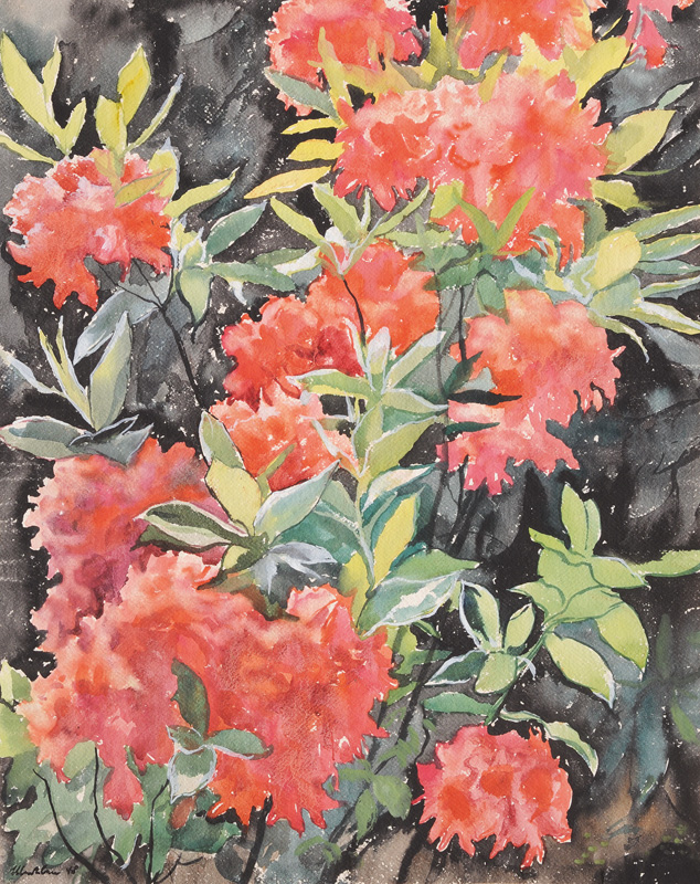 Rhododendron on Black Background