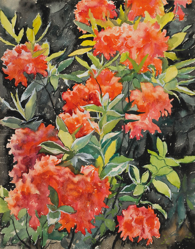 Rhododendron auf schwarzem Grund